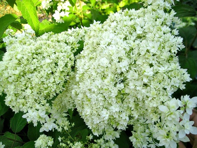 Varieties of tree hydrangea with photos and names