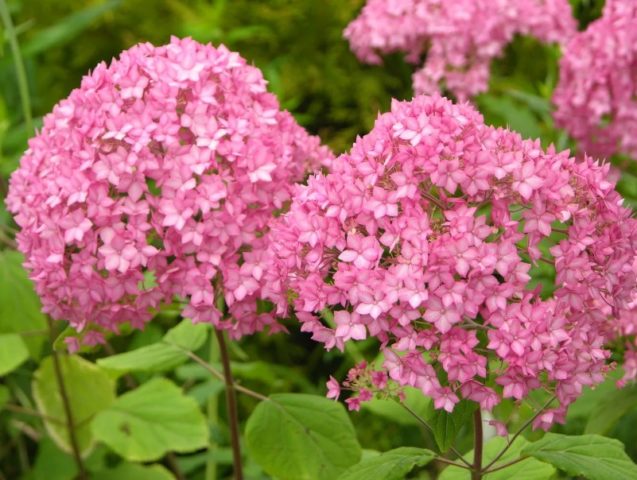 Varieties of tree hydrangea with photos and names