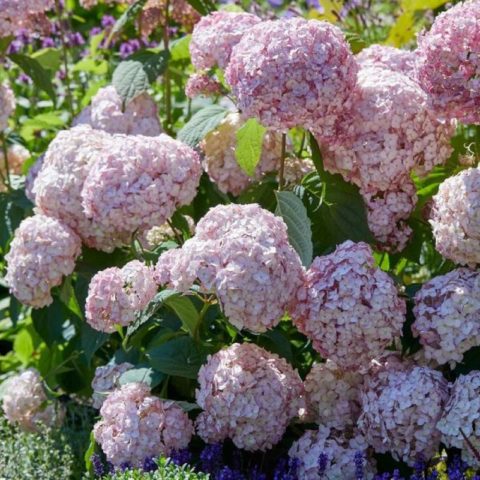 Varieties of tree hydrangea with photos and names