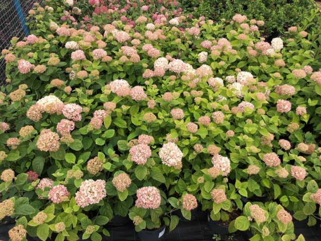 Varieties of tree hydrangea with photos and names