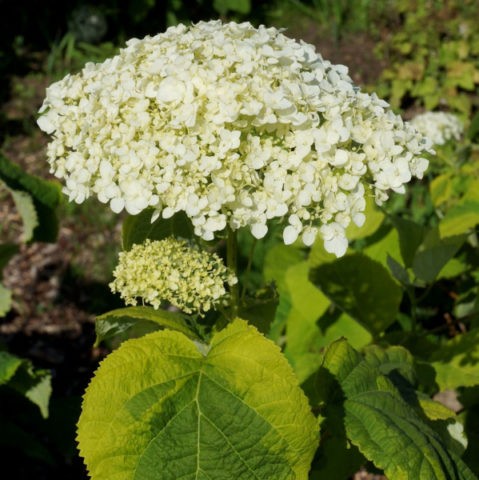 Varieties of tree hydrangea with photos and names