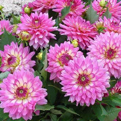 Varieties of undersized dahlias: cultivation and care