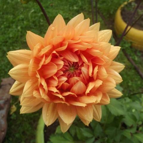 Varieties of undersized dahlias: cultivation and care