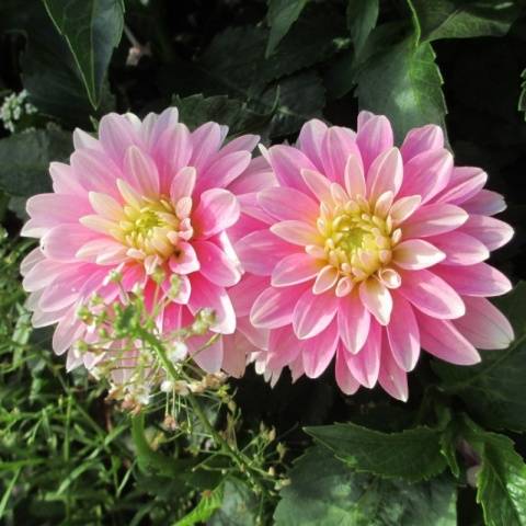 Varieties of undersized dahlias: cultivation and care