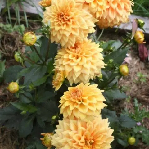 Varieties of undersized dahlias: cultivation and care