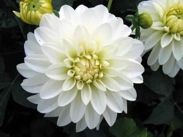 Varieties of undersized dahlias: cultivation and care