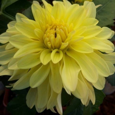 Varieties of undersized dahlias: cultivation and care