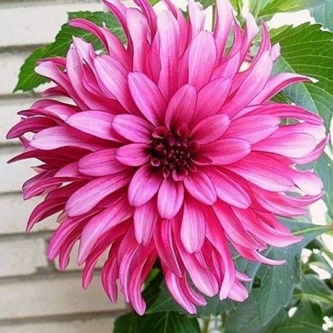 Varieties of undersized dahlias: cultivation and care