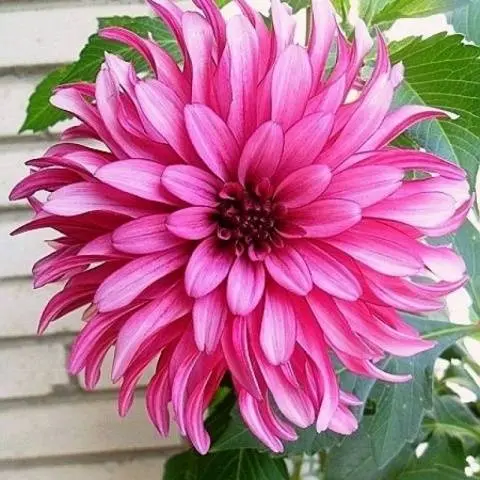 Varieties of undersized dahlias: cultivation and care