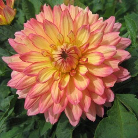 Varieties of undersized dahlias: cultivation and care