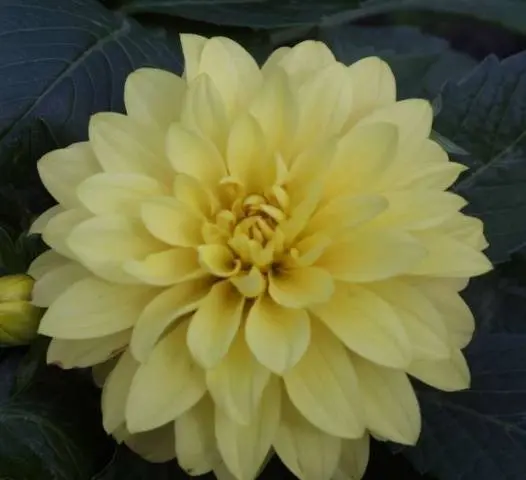 Varieties of undersized dahlias: cultivation and care