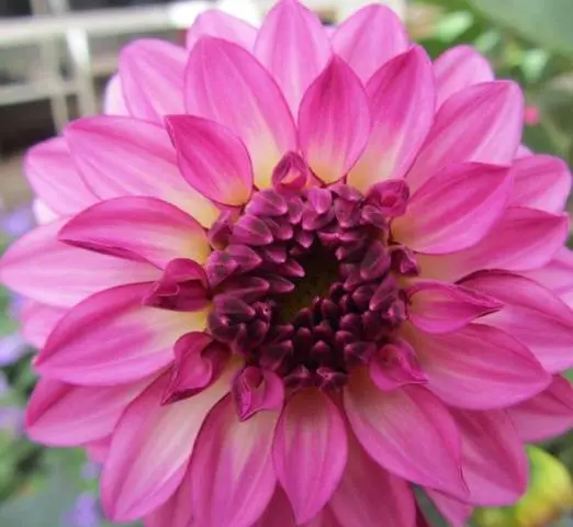 Varieties of undersized dahlias: cultivation and care