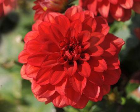 Varieties of undersized dahlias: cultivation and care