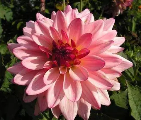 Varieties of undersized dahlias: cultivation and care