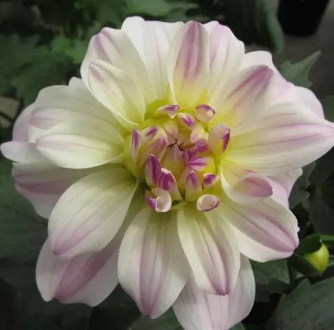 Varieties of undersized dahlias: cultivation and care