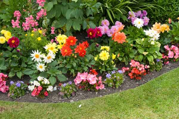 Varieties of undersized dahlias: cultivation and care