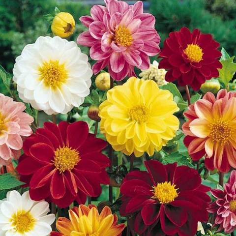 Varieties of undersized dahlias: cultivation and care