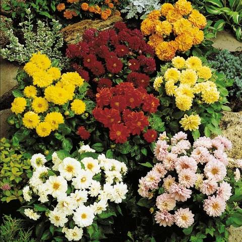 Varieties of undersized dahlias: cultivation and care