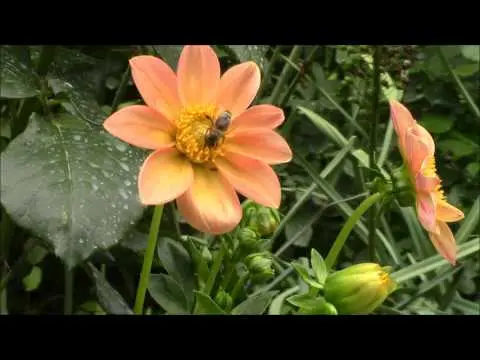 Varieties of undersized dahlias: cultivation and care