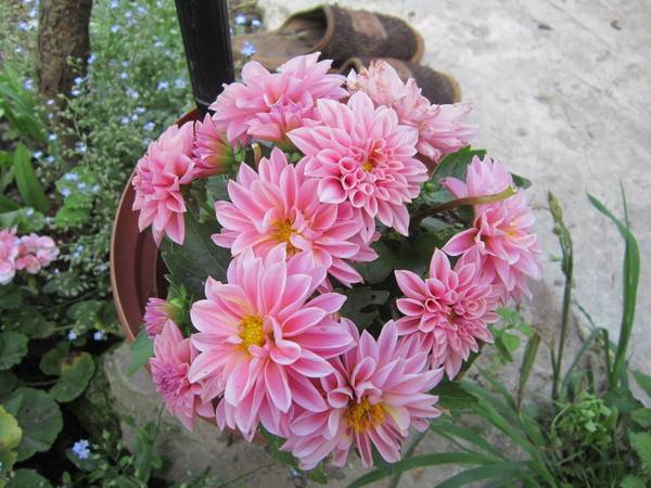 Varieties of undersized dahlias: cultivation and care