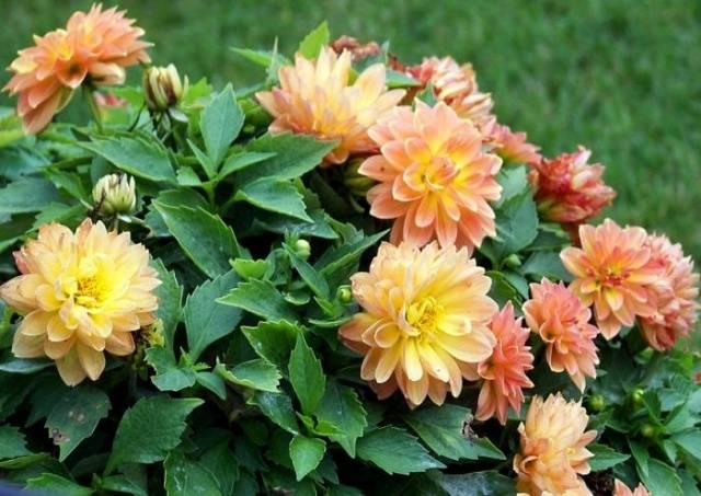 Varieties of undersized dahlias: cultivation and care