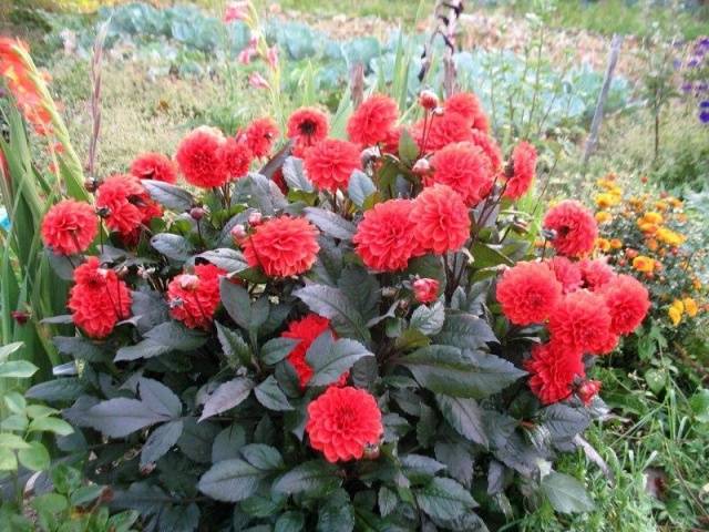 Varieties of undersized dahlias: cultivation and care