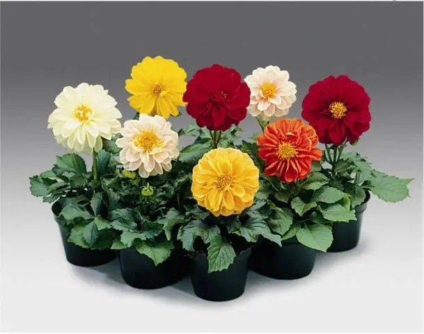 Varieties of undersized dahlias: cultivation and care