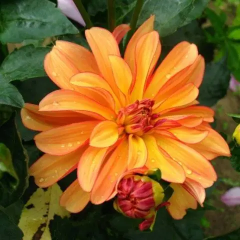 Varieties of undersized dahlias: cultivation and care