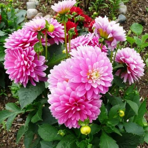 Varieties of undersized dahlias: cultivation and care