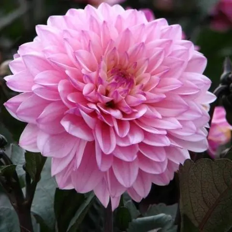 Varieties of undersized dahlias: cultivation and care