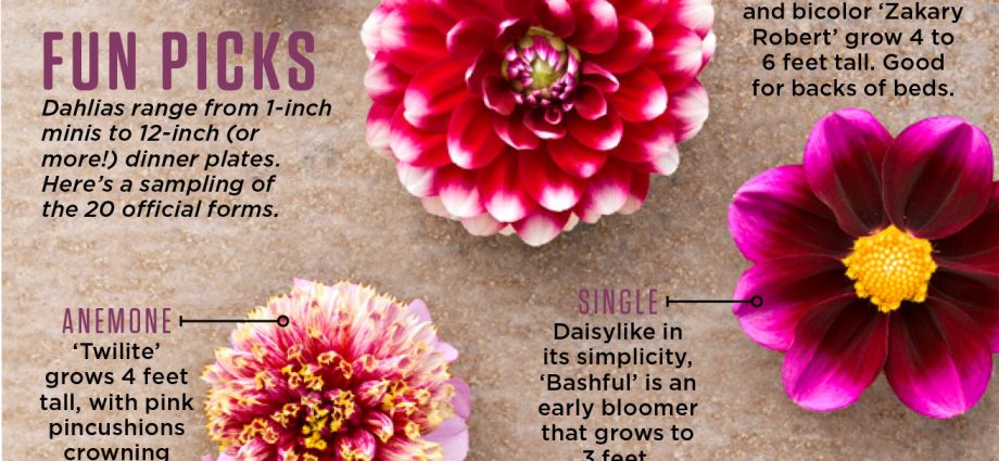 Varieties of undersized dahlias: cultivation and care