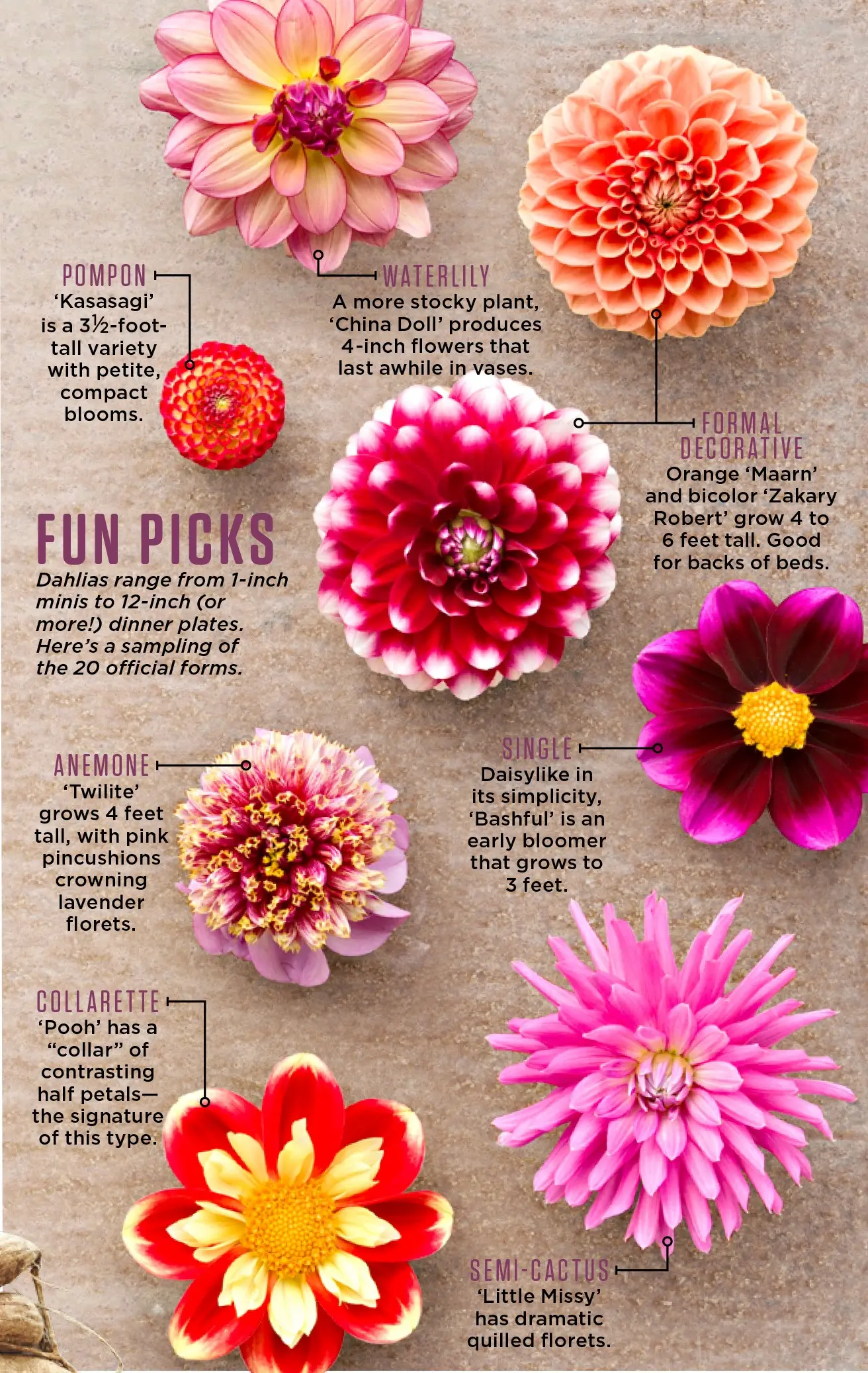 Varieties of undersized dahlias: cultivation and care