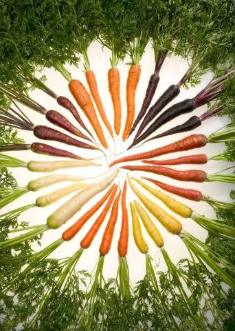 Varieties of white carrots