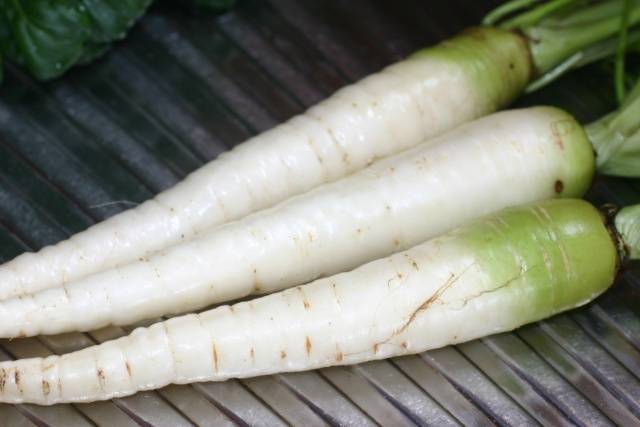 Varieties of white carrots