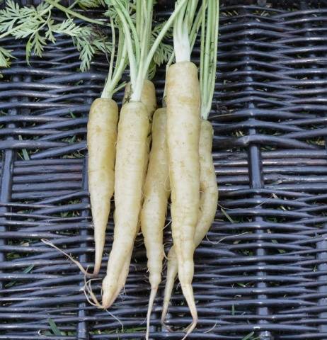 Varieties of white carrots