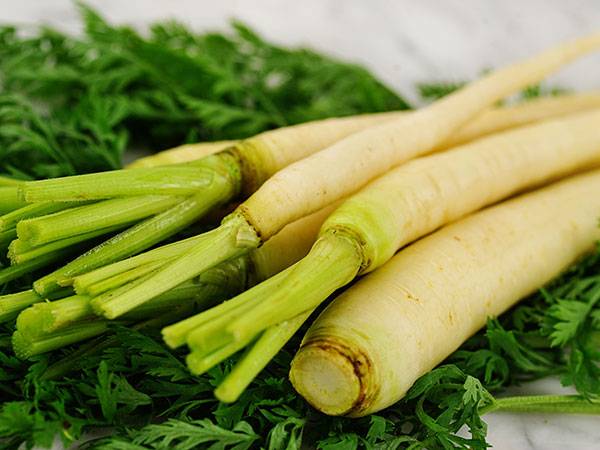 Varieties of white carrots