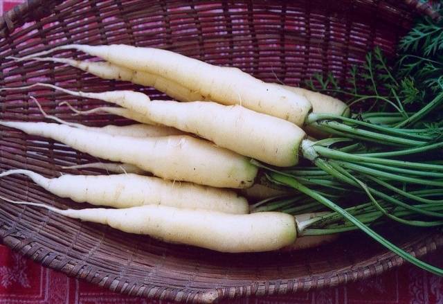 Varieties of white carrots