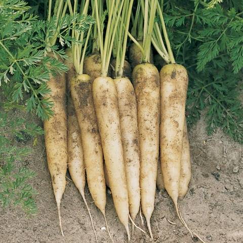 Varieties of white carrots