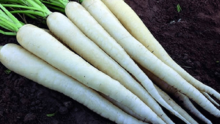 Varieties of white carrots