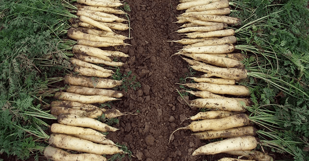 Varieties of white carrots