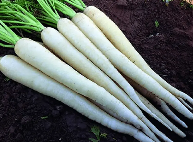 Varieties of white carrots