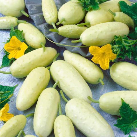 Varieties of white cucumbers