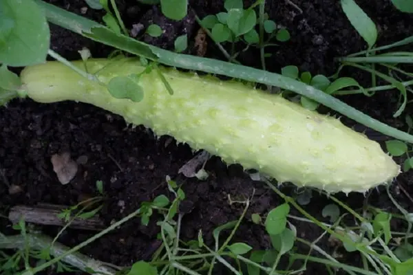 Varieties of white cucumbers