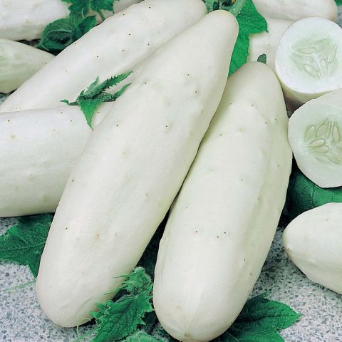 Varieties of white cucumbers