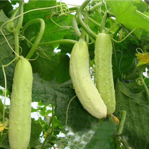 Varieties of white cucumbers