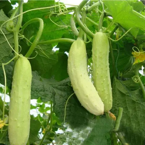 Varieties of white cucumbers