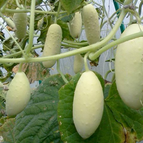 Varieties of white cucumbers