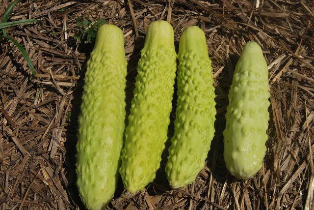 Varieties of white cucumbers