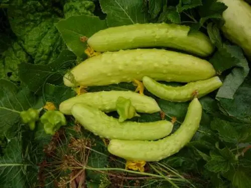 Varieties of white cucumbers