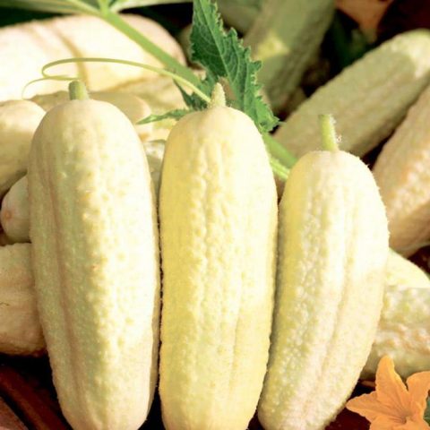 Varieties of white cucumbers